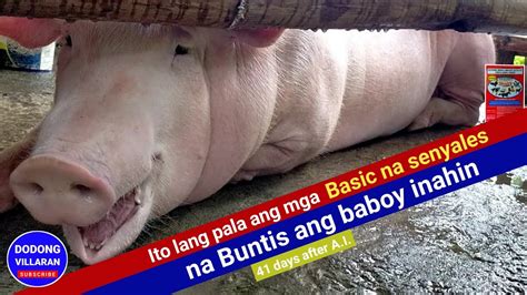 pwede bang purgahin ang buntis na baboy|mga senyales na buntis na ang baboy .
